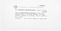 Sporisorium pseudechinolaenae image
